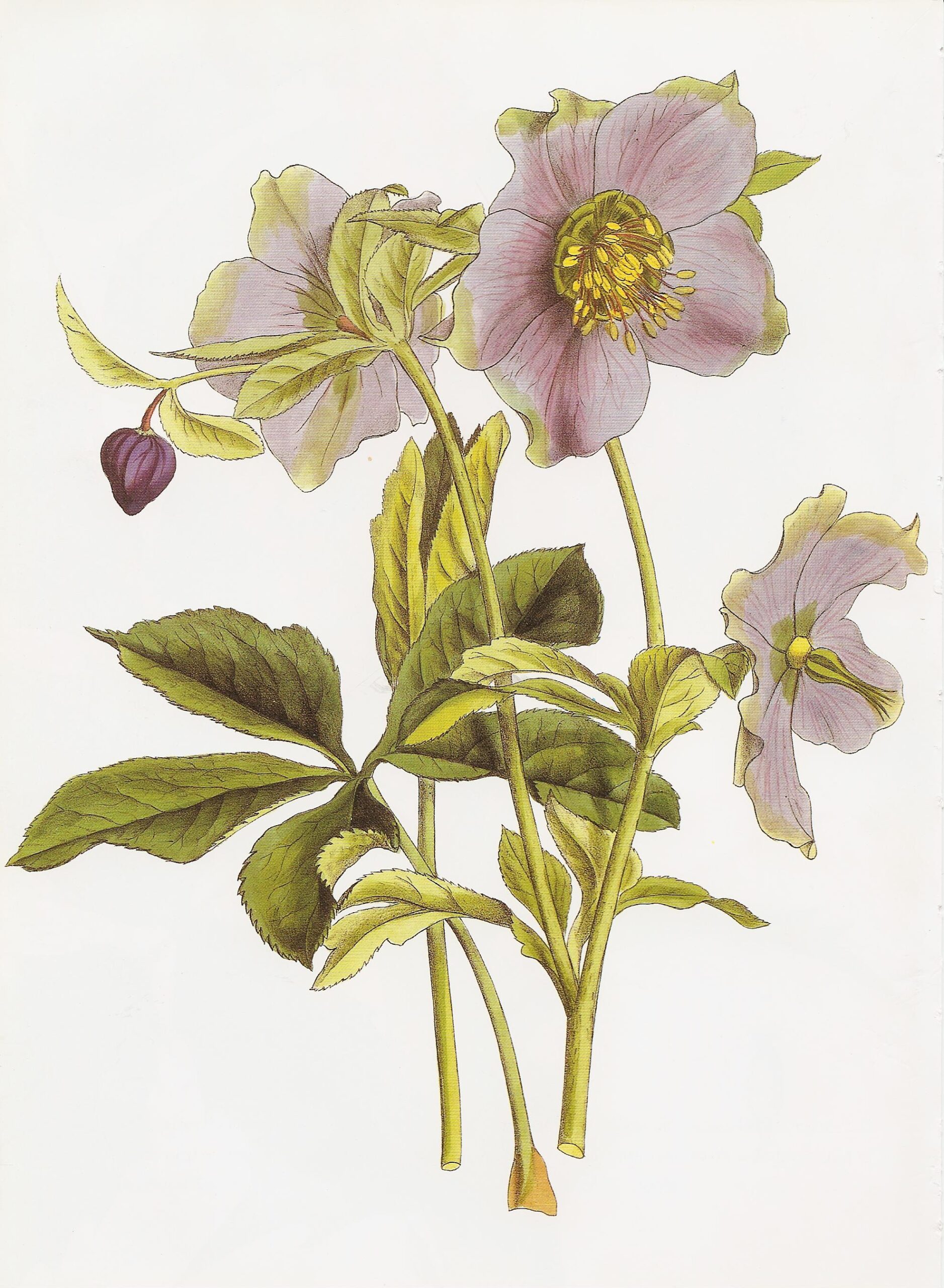 Louis Paxton