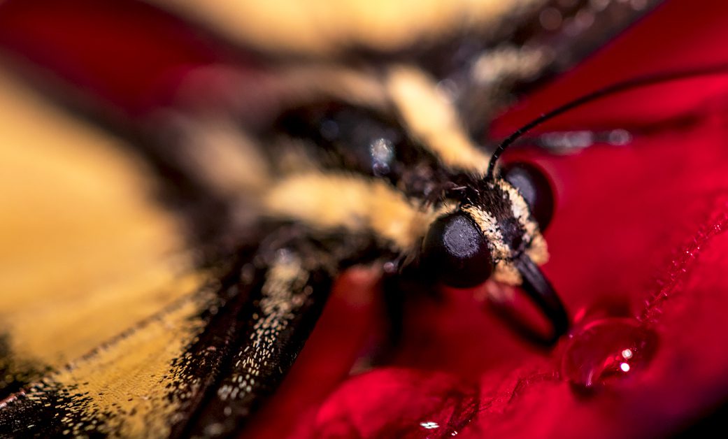 Myrsini Aristidou